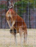 work_6789194_1_flat,550x550,075,f_missouri-red-kangaroo.jpg