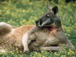 big-red-kangaroo.jpg