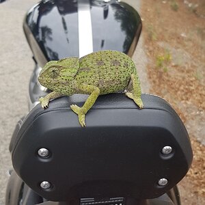 Road visitor in Portus Magnus